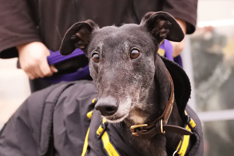 Faith is a gorgeous 6-year-old ex-racing Greyhound. She is super friendly but can be bouncy and playful at times so young children would not be suitable, but teenagers would be fine. Due to her natural prey drive, she cannot live with any cats or small furry pets. Faith is fine out and about with dogs but would prefer not to share her home with other dogs. She will need her new adopters to be around all the time initially while she settles in as she struggles being left alone and will need work on her house training, she would benefit from a secure and enclosed garden for this.