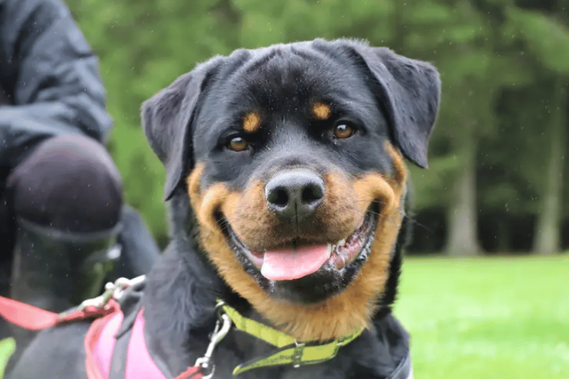 Goldie is a beautiful 18-month-old Rottweiler who is looking for a new home through no fault of her own. She should be fine with older teenagers who are comfortable around large, playful dogs. She is great with other dogs out and about but not keen on sharing so needs to be the only pet in her home. As you’d expect from her size, she is strong to walk. She likes to play off-lead so a secure, private garden is a must for her. She is very good on lead though so as long as you are strong enough to hold her, you’ll be fine!