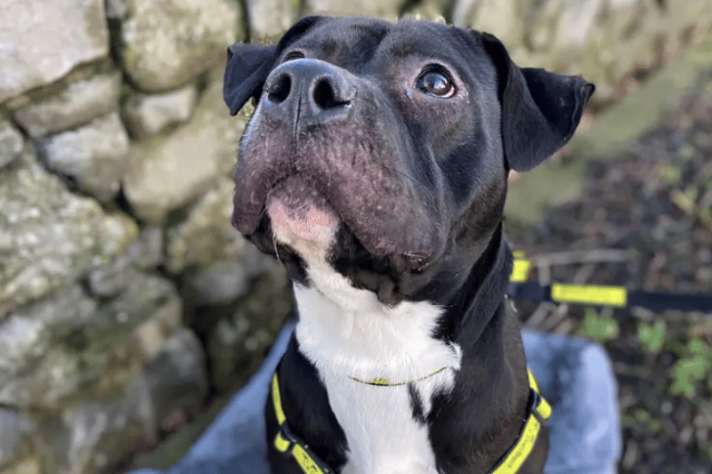 Wendy is a fabulous energetic girl who will make a wonderful addition to your home. She will need to be the only dog in the home and would prefer to socialise when out with walking buddies. She can be bouncy and sometimes forgets that paws should be kept on floors, so would be better looking for a home with any children being over the age of 16 years. Wendy has been mostly clean in her placement and given lots of opportunities to get out to the garden and walks for toileting. Once settled into her new home should be good to be left alone for a few hours, this time alone will need building up in his new home to make it a positive experience for her, Enrichment toys/treats will help! Wendy was found straying and remained unclaimed at the pound. Wendy will need access to her own secure garden so she can zoom around and play with her favourite toys, or just go for a sniff around