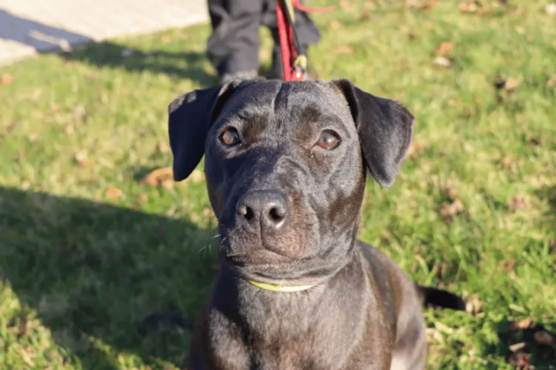 Poppy is a 1-year-old Patterdale who does have a fun playful side. She has a love for toys and will never say no to a game of fetch. Poppy will need to be kept on lead in public while she is out on walks so would benefit from having a secure garden to have some off lead play time. Poppy also travels well in the car so will enjoy going out on on adventures with her family.