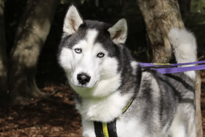 Jackson is a Siberian Husky looking for a home in Merseyside as the only pet. He can live with children over the age of 14, but it is not certain that he is house trained as he was a stray.