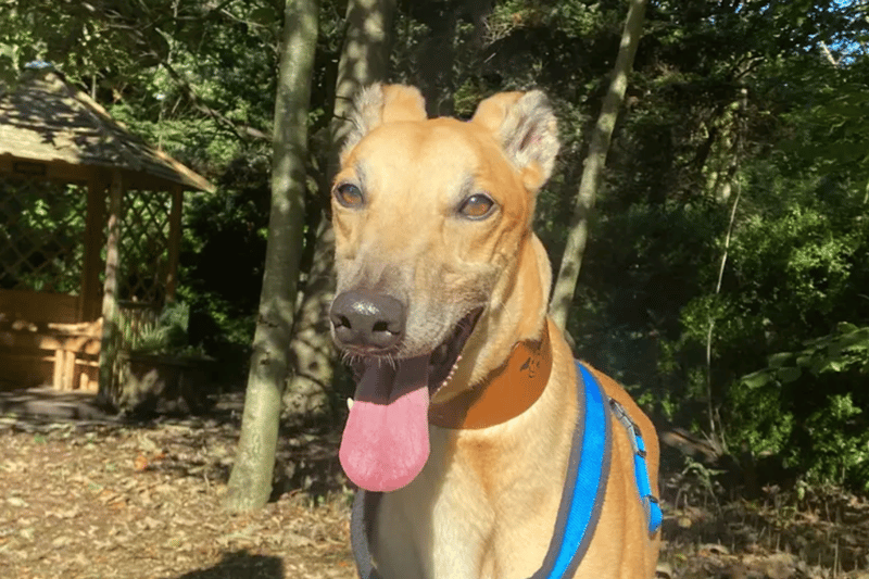 Bert is a Greyhound who will need to be the only pet at home. He has always lived outside but is getting the hang of learning to toilet outside. He can live with children of high school age. He doesn't like to be by himself at home so will need a family where ideally there can be someone with him all the time.