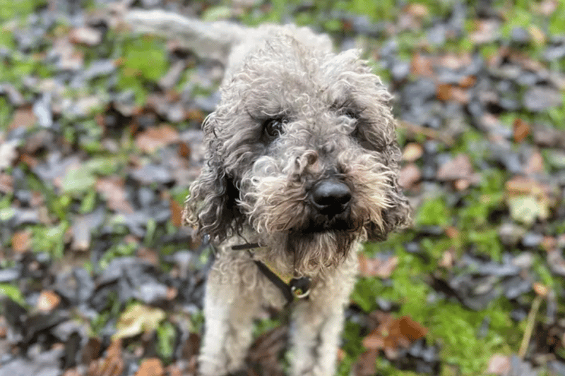 Dolly is a four-year-old Bedlington Terrier who can live with children over the age of 10 but will need to be the only pet at home. She is house trained but does not like to be left by herself, so will need someone at home most of the day. She has a grade 3 heart murmur which doesn't affect her.