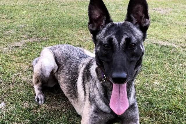 Police dog Kiki was involved in an arrest in Richmond, Sheffield. Picture: South Yorkshire Police