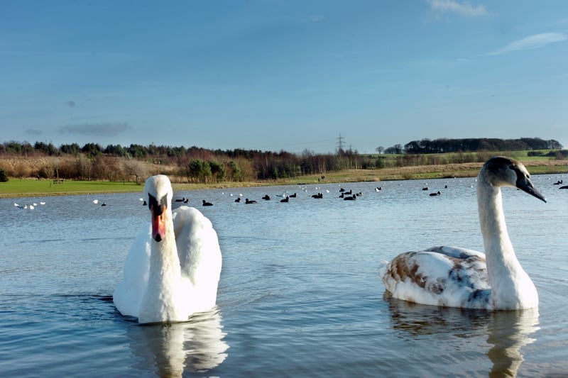On the outskirts of Hetton, Hetton Lyons Country Park is a great spot for a winter walk. The park features a water sports lake with activities ran by Springboard Adventure, fishing lakes, football pitches, orienteering course, play area and is also part of the national cycling network.