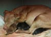 XL bullies: South Yorkshire rescue shelter helps save pregnant dog and 14 pups