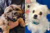 Adopt a dog Sheffield: Two adorable 13 week old puppies among latest arrivals at Thornberry Animal Sanctuary