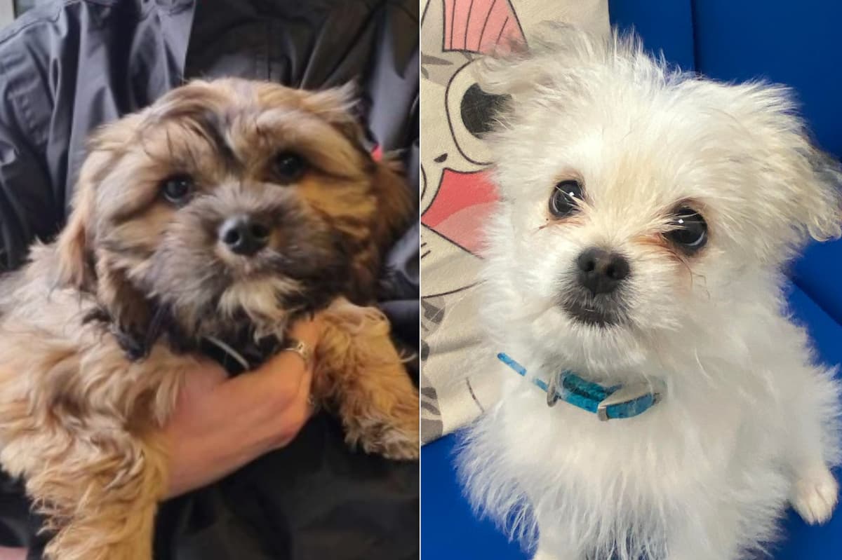 Adoptieren Sie einen Hund Sheffield: Zwei entzückende 13 Wochen alte ...