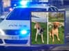 Boy, 16, bitten by police dog during pursuit through Sheffield is later arrested over drugs