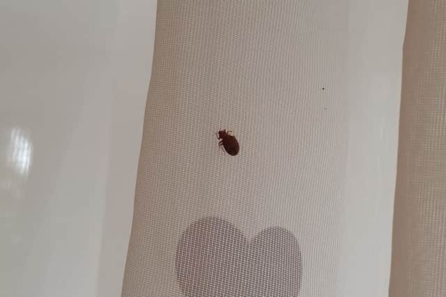 A bedbug at Beatriz Almeida's council home in Lowedges, Sheffield