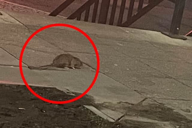 Rodents have been spotted running around the outside of McDonald's on Granville Square, Sheffield. Photo: Lily Fenlon 