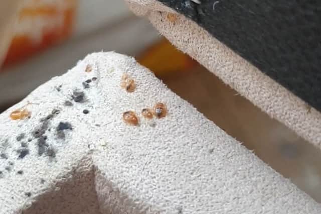 Bed bugs on the furniture at Beatriz Almeida's home in Lowedges, Sheffield
