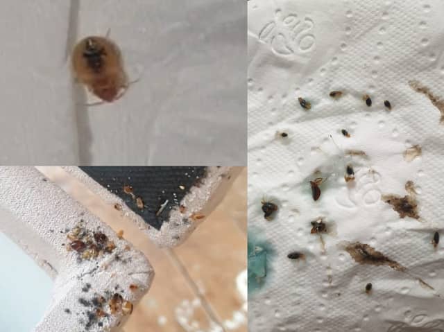 Some photos of the bed bugs found at Beatriz Almeida's home in Lowedges, Sheffield