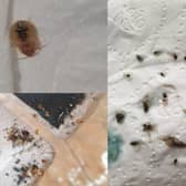 Some photos of the bed bugs found at Beatriz Almeida's home in Lowedges, Sheffield