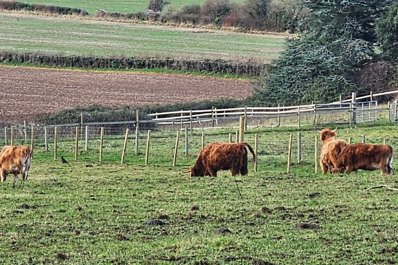The cows can be found near the Rockery, close to The Manor.
