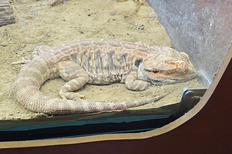 Alex the Bearded Dragon can be found in the Pets' corner inside the reptile room marked with a "Come look inside" sign on the door. Did you know a bearded dragon can change colour to regulate temperature and show emotion?
