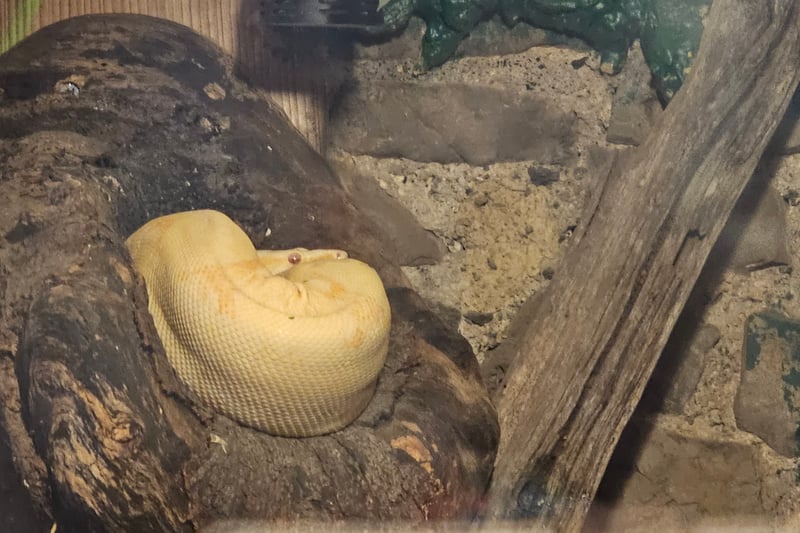 Dave the Boa can be found in the Pets' corner inside the reptile room marked with a "Come look inside" sign on the door. Did you know boas are nocturnal, so they sleep during the day?
