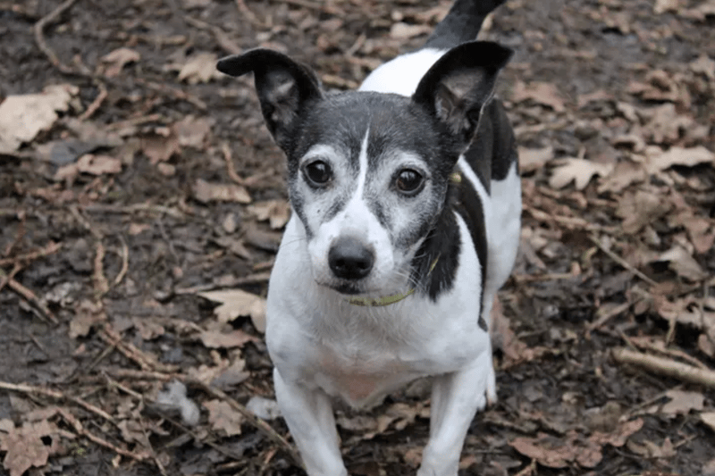 Penny is a Jack Russell Terrier who can live with children of high school age and possibly a well matched small dog. Dogs Trust cannot guarantee that she is house trained but it's more than likely. She has a luxating patella but it doesn't cause her any issues.