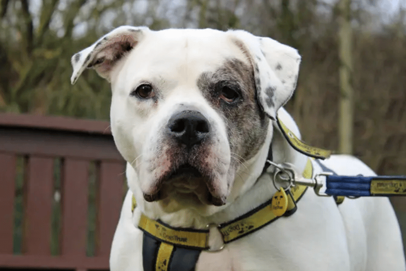 Tilly is an American Bulldog who needs a home free from other pets and where any children are older teens. She is house trained and can be left alone for four hours. Tilly does get recurring ear infections and also has dry eye. She is not considered to be XL Bully type.