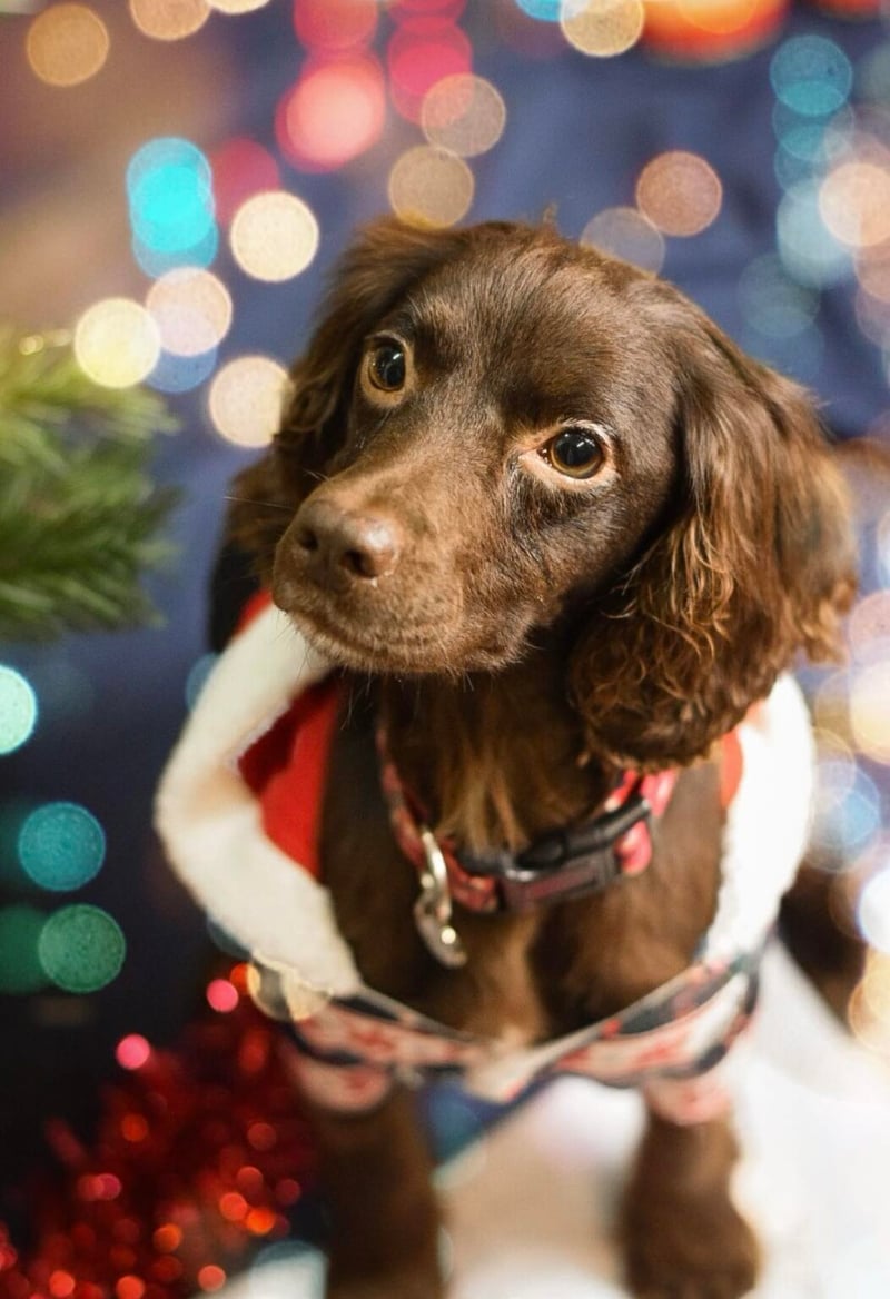 Merlot is a super sweet, busy little working Cocker Spaniel who is approx 2 years old. She is such a good girl who has been in a foster home over the Christmas period and is doing great, so is now ready to find her perfect forever home. Merlot would love to find a very active, outdoorsy home – she’s the perfect walking buddy. She is good with all dogs she meets out and about, but ideally wants a home where she is the only pet as she isn’t a huge fan of sharing! Merlot is fully housetrained, crate trained and is happy to be left for a few hours without any issues. She does have a high prey drive and wants to be off chasing birds/squirrels, so her recall isn’t reliable at the moment, but this can be worked on! We’d love to find Merlot a home who know and love her breed and can give her the exercise and lifestyle she needs.

Photo: Helping Yorkshire Poundies