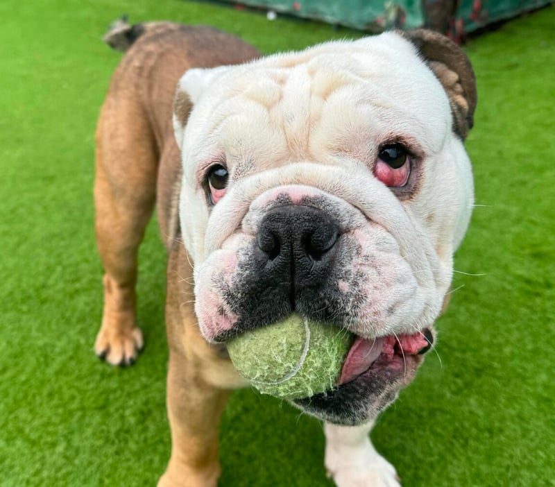 George is looking for a home who know and love Bulldogs, and their cheeky, stubborn, loveable personalities. George is very settled in his kennel and loves snuggling in his comfy duvet. He will be fine on his own for a few hours, and tries to stay clean in his kennel, so appears to be housetrained. George has cherry eye, which will be sorted when he is neutered.  He can be nervous when out, and it is not thought that he’s used to walking much, so needs walks in quiet areas. He loves to get out and loves to snuffle around taking in all the smells. He needs a pet free home as he can get stressed around other dogs. He would suit a quiet, child free home, without too much going on. George can have his giddy moments as he’s only young, so he needs a home with a sense of humour and will be confident with him if he’s being a bit silly. Photo: Helping Yorkshire Poundies