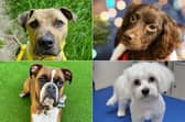 Helping Yorkshire Poundies is working very hard to find these gorgeous pups new homes.