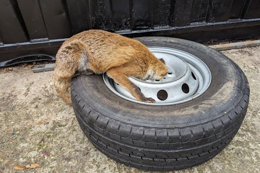 The poor fox was rescued after a member of the public spotted him struggling in October outside a storage yard in New Malden.
RSPCA animal rescue officer Sam Matthews said: “His head was right in the middle of the wheel. I managed to get the fox and the wheel into my van. At no point did the fox put up a struggle. When I got to Wildlife Aid, rescue centre staff were ready and waiting. They managed to manipulate his ear out of the hole. He didn’t have any injuries - just a swollen face. This was a brand new tyre that had only been put there the night before. It’s always worth thinking about storing equipment out of reach of wildlife.”