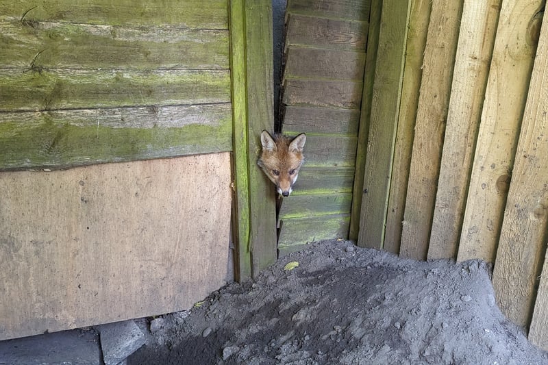 A curious fox cub got his head jammed in Teddington in May. RSPCA animal rescue officer Jade Guthrie said: “I suspect he had been trying to jump through the gap, but missed, slipped down, and got trapped around the neck as the gap narrowed nearer to the ground...Luckily, I was able to pull back the panel and gently ease him out. He was clearly very relieved as he dashed away into the bushes to be reunited with his family.”