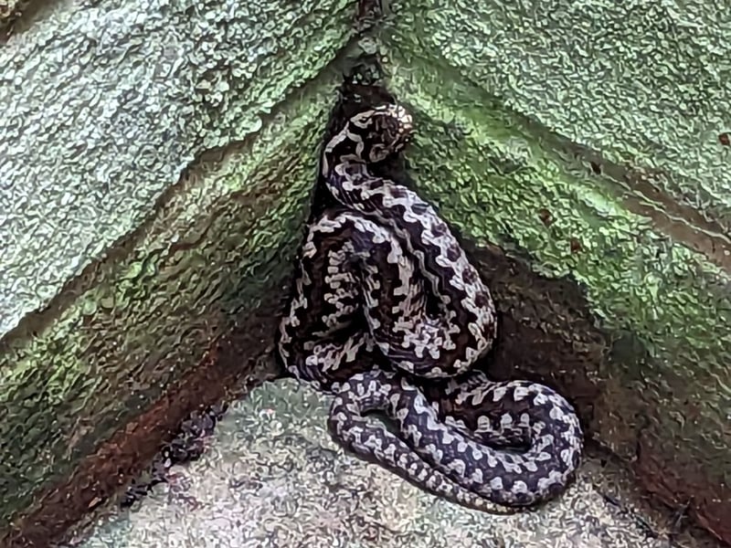 An adder was rescued after dropping more than 8ft into a lightwell. The snake was discovered by a basement window at a manor house in Normandy, near Guildford, in September. Animal rescue officer Louis Horton: said: “This rescue was quite exciting for me as I've handled loads of exotics over the years, and rescued plenty of our native grass snakes, but never had the fortune to rescue an adder. I've always wanted to see one and he didn't disappoint. I used my snake handling kit to rescue him safely. Adder’s are venomous so the callers were right to call us out."