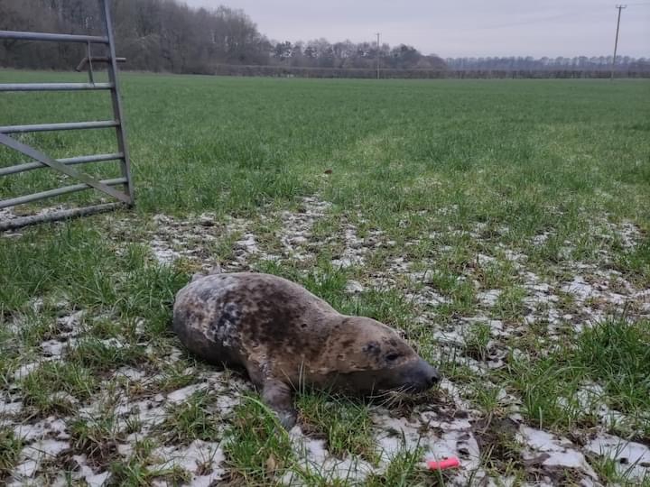A seal pup had to be rescued from a farmer’s field in Lancashire after it went for a wander from a nearby river in January. The grey seal was spotted about a kilometre from the River Ribble near the Capitol Centre in Walton-le-Dale, Preston. It seems the seal had wandered across three farmers fields before he was spotted by a member of the public who alerted the British Divers Marine Life Rescue and the RSPCA as well as the practice manager from the nearby Vets4Pets.