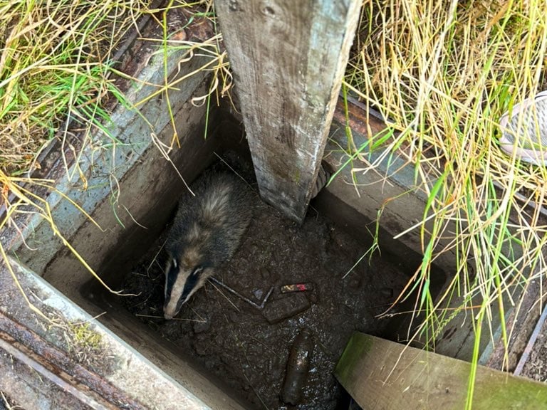This badger found itself in a hole, four feet down in Solihull. After a ramp didn't enable it to escape, RSPCA animal rescue officer Cara Gibbon gave it the help it needed. “After blocking the pipe that the badger was hiding in, I was able to lie on the ground and reach down wearing my gloves, and lift him up safely out of the hole. I popped him into a secure carrier to check him for injuries, and because I was a little concerned that he was underweight, I took him to a local wildlife specialist for a second opinion," she said.