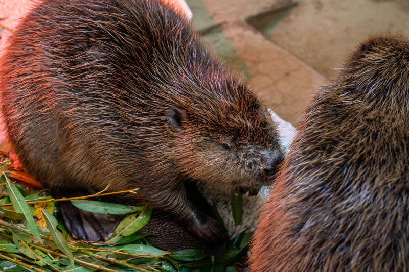 Two beavers arrived at a specialist RSPCA West Hatch, in Taunton, wildlife centre after being saved from drowning in an overflow drain in Frome, Somerset. A rescue team discovered the animals trapped in a metre of dirty water. 