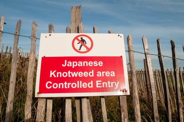 File picture shows a sign warning of Japanese knotweed