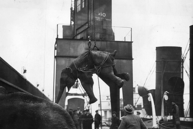 A dramatic and quite shocking picture these days which show elephants from the Blackpool Whitsun circus being unloaded at Tilbury docks. 23rd May 1928 (Photo by H. F. Davis/Topical Press Agency/Getty Images)