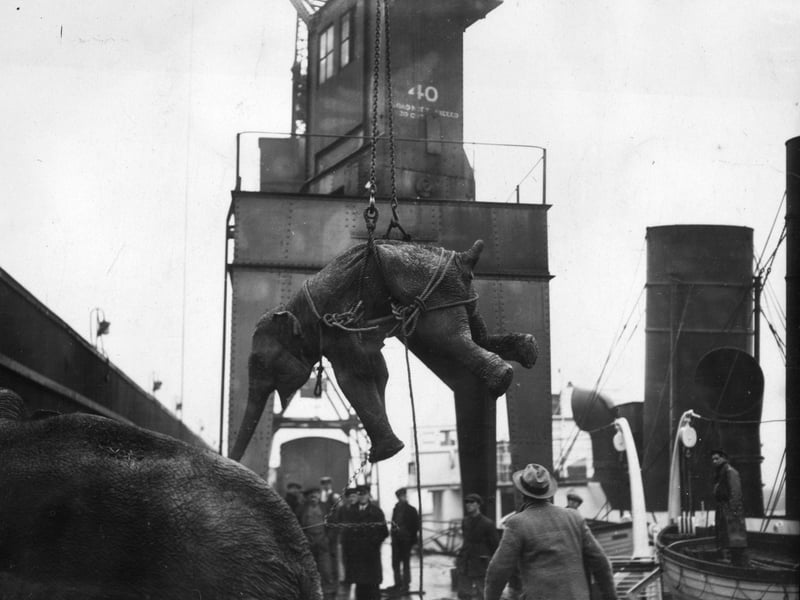 A dramatic and quite shocking picture these days which show elephants from the Blackpool Whitsun circus being unloaded at Tilbury docks. 23rd May 1928 (Photo by H. F. Davis/Topical Press Agency/Getty Images)