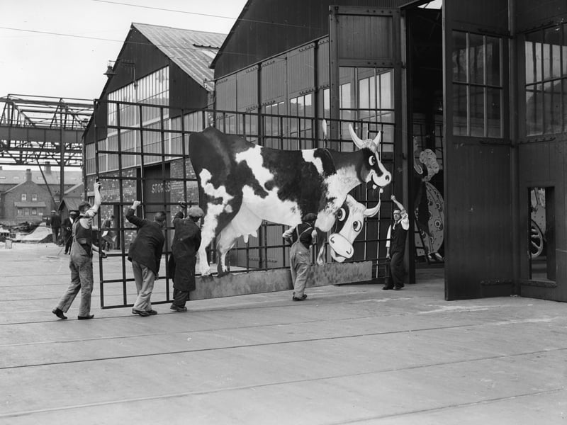 17th August 1934:  A cow is featured on this new set piece for the Blackpool illuminations. Men are transferring it from a workshop in Blackpool in preparation for the ?13,000 display which will contain 300,000 lights along a five mile stretch.  (Photo by Martin/Fox Photos/Getty Images)