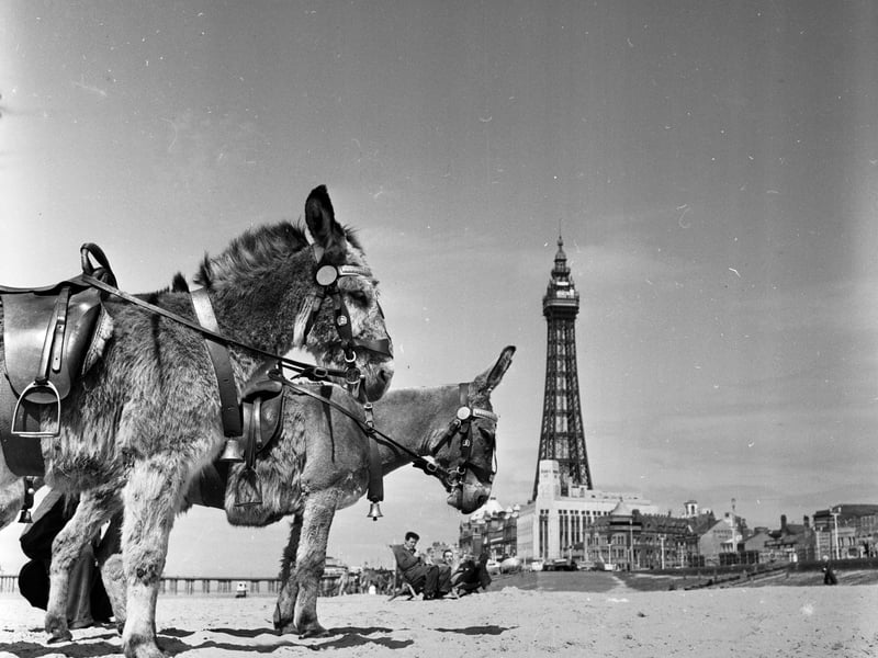9th May 1956:  Donkey rides for holidaymakers at Blackpool seaside resort in Lancashire. Blackpool Tower is in the background.  (Photo by Harry Kerr/BIPs/Getty Images)
