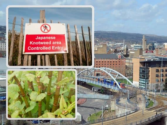Map shows Sheffield's hot spots for Japanese Knotweed. Picture: Adobe Stock.