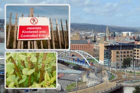 Map shows Sheffield's hot spots for Japanese Knotweed. Picture: Adobe Stock.