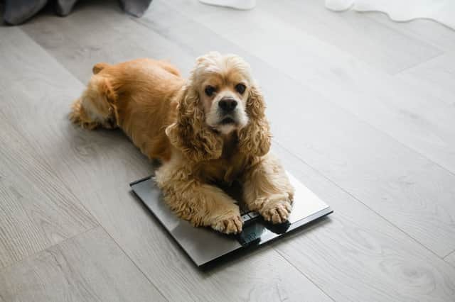 It's important for dogs to stay within a healthy weight range - otherwise it can have a negative impact on the pup's health.