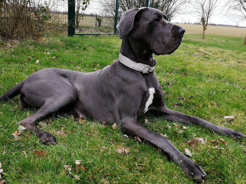 One of the world's largest dogs is also one of the heaviest, with the Great Dane's perfect weight being a hefty 46-54kg.