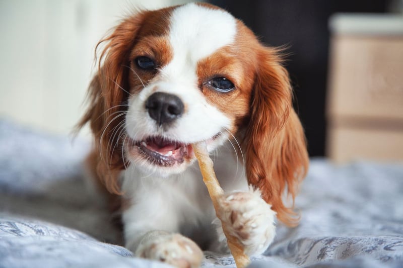 If your Cavalier King Charles Spaniel weighs between 5.9-8.2kg you can be sure you're not feeding your pet too much food.