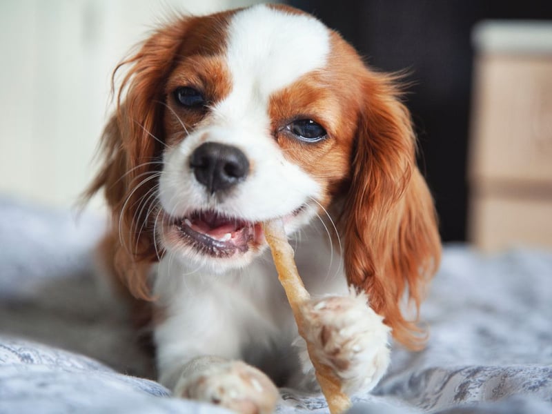 If your Cavalier King Charles Spaniel weighs between 5.9-8.2kg you can be sure you're not feeding your pet too much food.