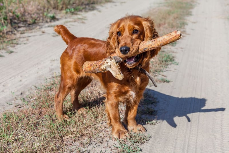 The Cocker Spaniel is a dog that needs plenty of exercise to maintain a healthy weight - between 13-14.5kg.