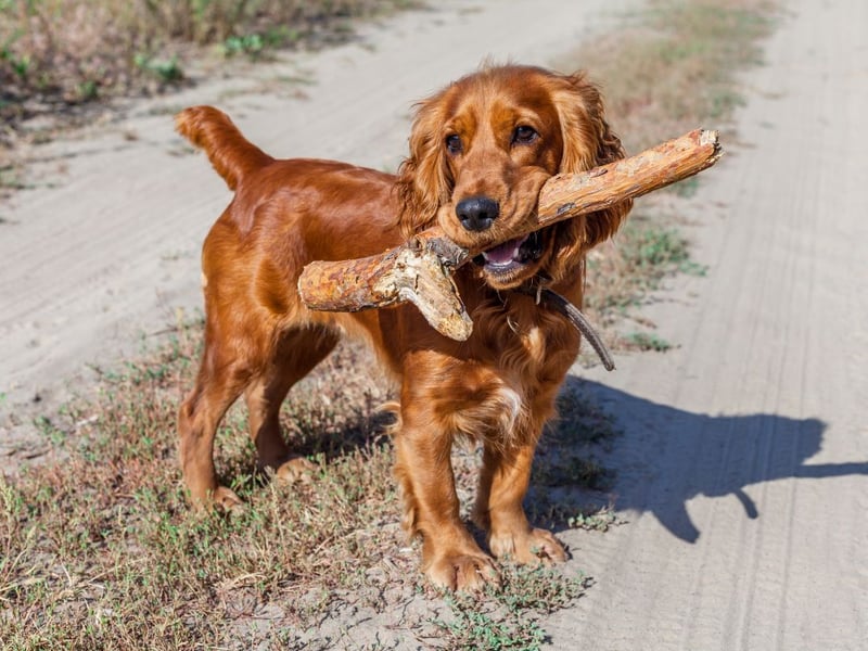 The Cocker Spaniel is a dog that needs plenty of exercise to maintain a healthy weight - between 13-14.5kg.