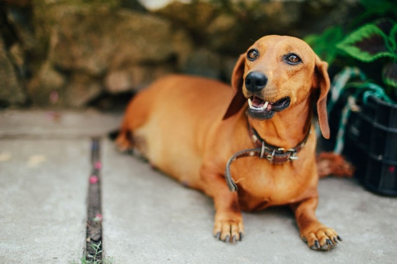 Also known as Sausage Dogs, a healthy Smooth Haired Dachshund should weigh 9-12kg.