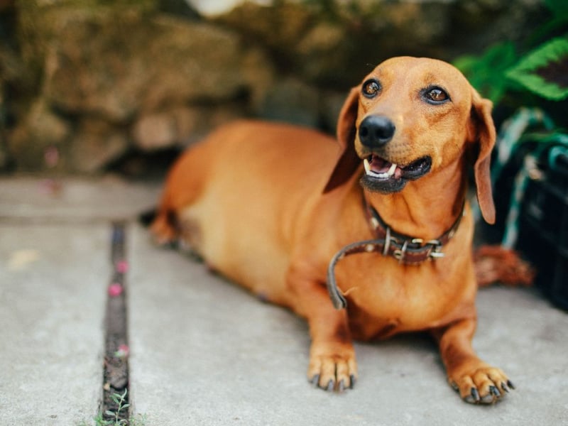 Also known as Sausage Dogs, a healthy Smooth Haired Dachshund should weigh 9-12kg.