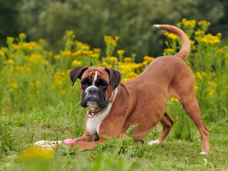 Originally bred in Germany, a happy and healthy Boxer should tip the scales at 25-32kg.