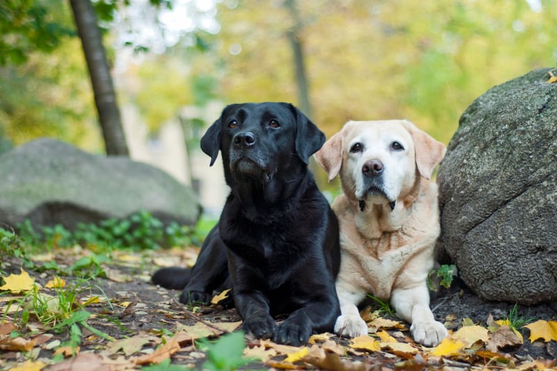 The world's most popular dog, a fully-grown Lab should weight 28-36kg.