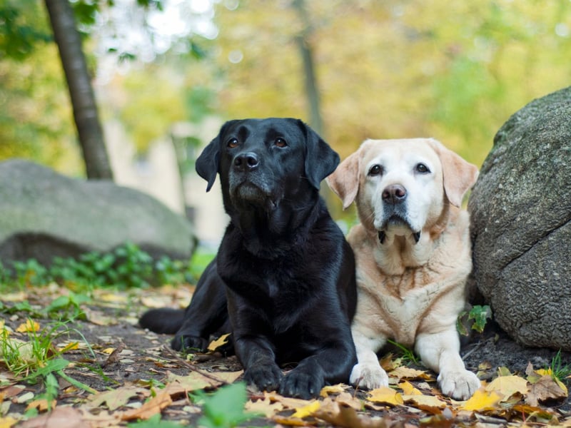 The world's most popular dog, a fully-grown Lab should weight 28-36kg.